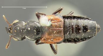 Media type: image;   Entomology 6515 Aspect: habitus dorsal view